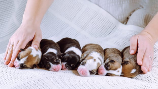 Inspection of newborn puppies in veterinary clinic. Six babies are lying on white blanket, they are gently touched by doctor's hands. Maintenance and feeding of pets. Raising puppies. Dog breeding.