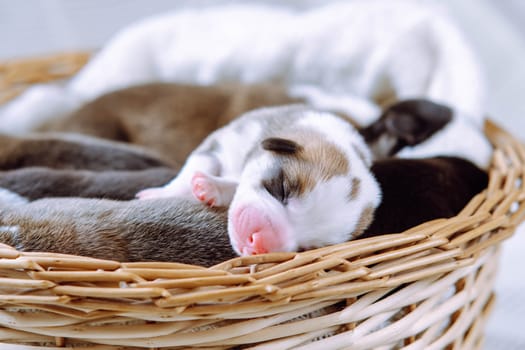 Raising puppies. Newborn Welsh Corgi puppies cuddle up to each other, sleeping sweetly in wicker basket. Caring and tenderness. Maintenance and feeding of pets. Dog breeding. Positive emotions.