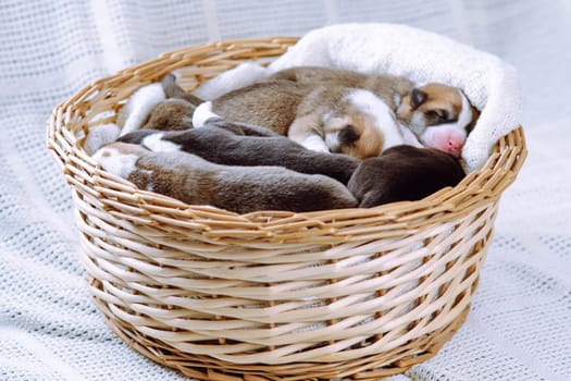Wicker basket with small puppies stands on white blanket. Basket full of happiness. Pets. Childhood. Maintenance and feeding of pets. Dog breeding. Positive emotions. Raising puppies. Welsh corgi.