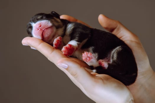 Side view of lovable two-month-old puppy of dog pembroke welsh corgi sleeping relaxing on side on hand of woman on brown background. Pet, pet love, pet care, dog breeding, veterinary clinic. Studio.