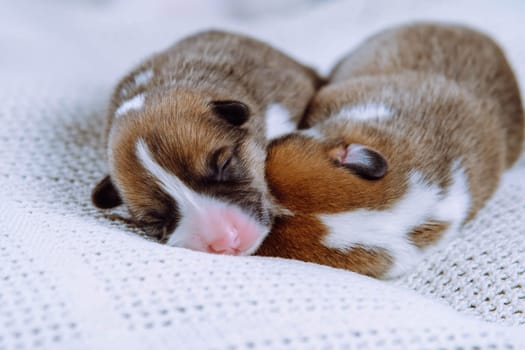 Healthy, well-developed newly born Welsh Corgi puppies sleep sweetly cuddled up to each other on snow-white couch at home. Keeping and feeding pets. Veterinary care during childbirth. Raising puppies.