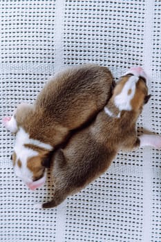 Portrait from above of two beautiful newborn Welsh Corgi puppies sleeping on snow-white couch next to each other. Keeping and feeding pets. Veterinary care during childbirth. Raising puppies.