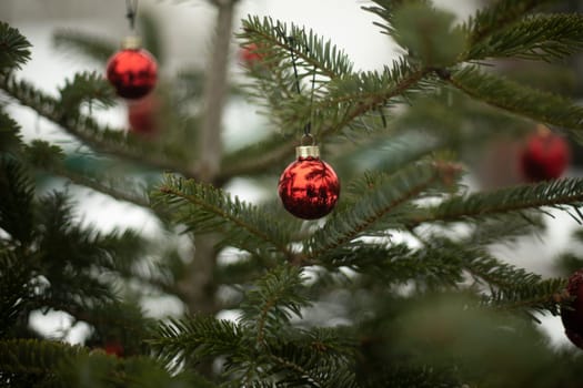 Red balls on Christmas tree. Decoration for Christmas. Christmas tree toys on spruce branches. Balls on strings.
