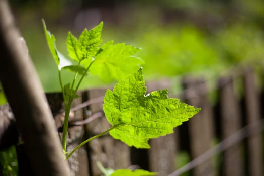 Currant leaf in garden. Nature in summer. Green plant in sunlight. Bush behind fence.