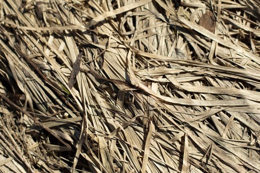 Dry grass in spring. Plant texture. Plexus of stems.