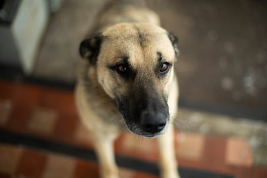 Portrait of dog. Pet reaches up. Muzzle of dog. Animal with black nose.