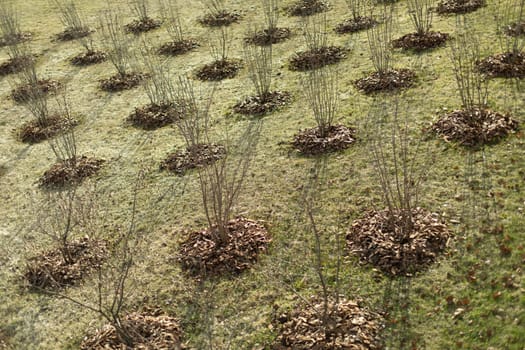 Planting trees in park. Tree seedlings in ground. Lots of holes with plants. Greening of urban environment.