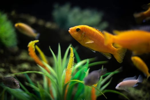 Fish in aquarium. Details of life in water. Fish swim. Clear aquarium glass.