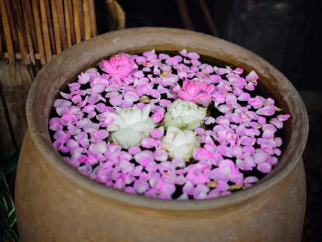 flowers lotus garden  lotus purple white beautiful lotus basin in the water