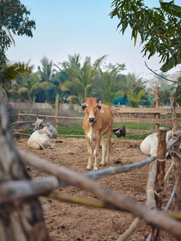 Cows farm in Thailand, southeast Asia.