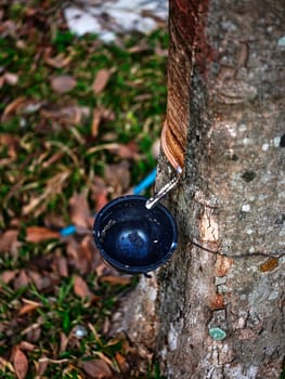Rubber is harvested in the form of the latex from the rubber tree.