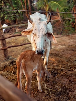 Close-up of mother THAI cow's face watching over her tiny newborn