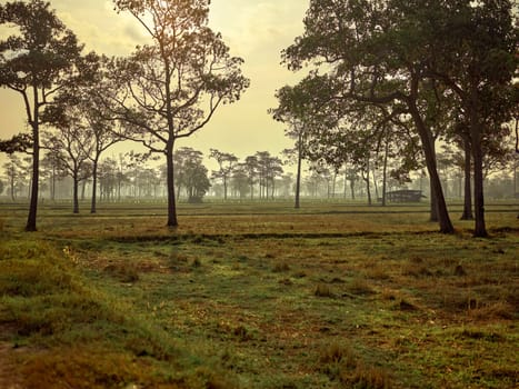 Beautiful rice field with and big tree landscape, summer relax to nature concept.