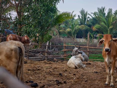 Cows farm in Thailand, southeast Asia.