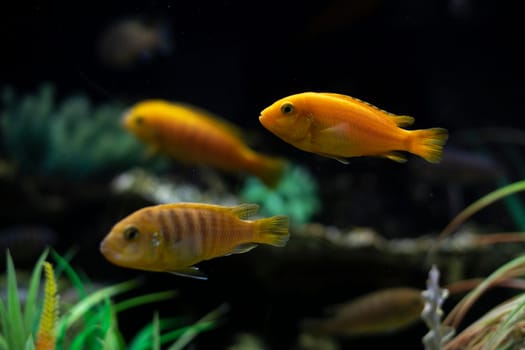Fish in water. Life in aquarium. Oceanarium details. Marine fauna and flora.