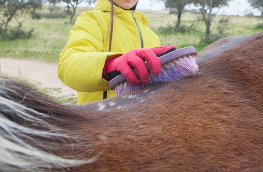Child girl brushing the loin of a horse. Education at riding school concept