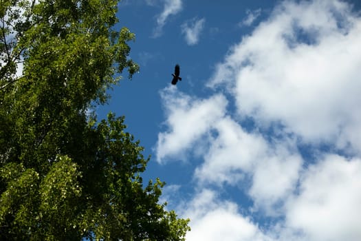 Crows in sky. Large black bird flies into forest. Details of nature.