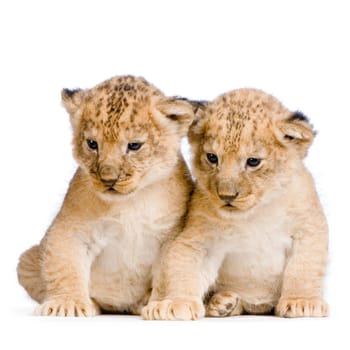 two Lion Cubs  (3 weeks) in front of a white background. All my pictures are taken in a photo studio.