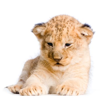 Lion Cub in front of a white background. All my pictures are taken in a photo studio.