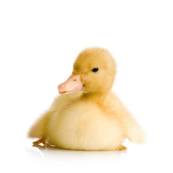 Duckling in front of a white background