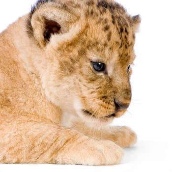 close-up on a Lion Cub (3 weeks) in front of a white background. All my pictures are taken in a photo studio.