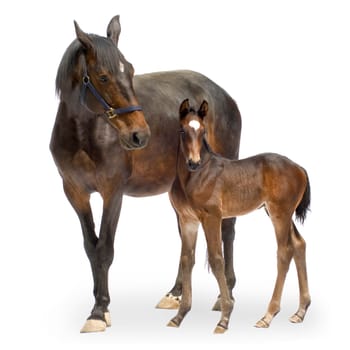 Shot of a Mare with her Foal (12 days) in front of a white background