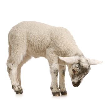 Lamb looking down, isolated on a white background