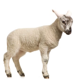 Lamb standing up, isolated on a white background