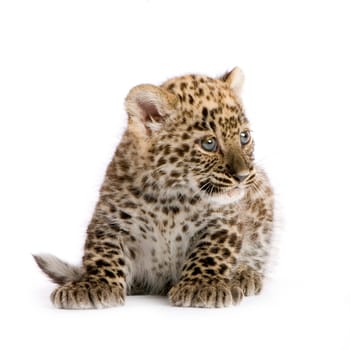 leopard Cub (2 months) in front of a white background.