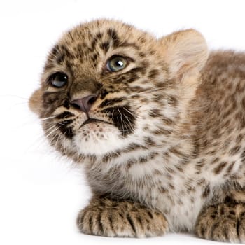 leopard Cub (2 months) in front of a white background.