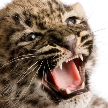 leopard Cub (2 months) in front of a white background.