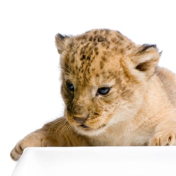 Lion Cub  (3 weeks) lying down in front of a white background. All my pictures are taken in a photo studio.