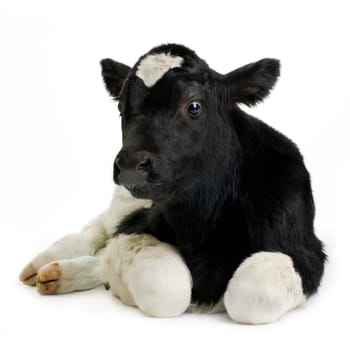 calf in front of a white background