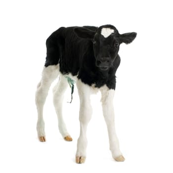 calf in front of a white background