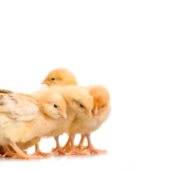 Scared group of chicks in front of a white background