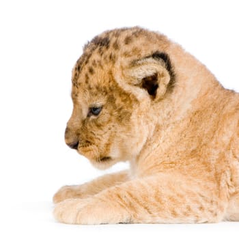 close-up on a Lion Cub (3 weeks) in front of a white background. All my pictures are taken in a photo studio.