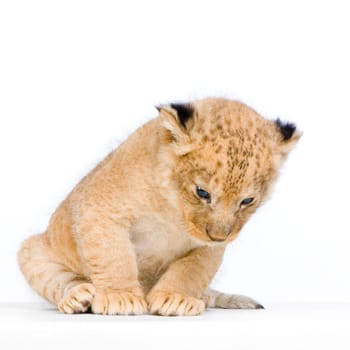 Lion Cub (3 weeks) sitting in front of a white background. All my pictures are taken in a photo studio.