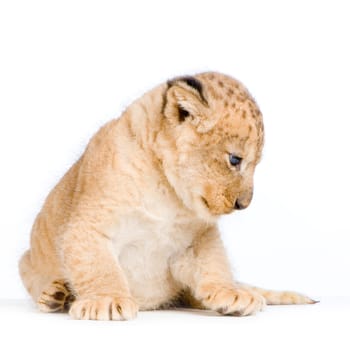 Lion Cub  (3 weeks) lying down in front of a white background. All my pictures are taken in a photo studio.