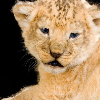 Lion Cub in front of a black background. All my pictures are taken in a photo studio.