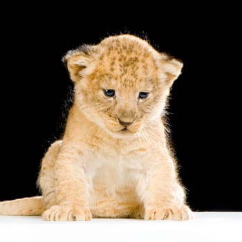 Lion Cub (3 weeks) sitting in front of a balck background. All my pictures are taken in a photo studio.