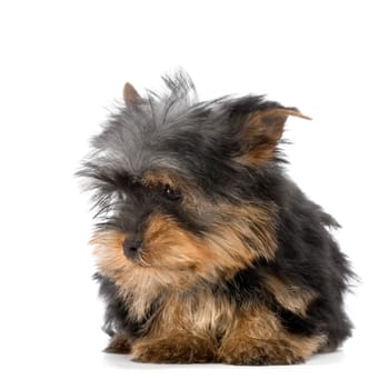 Yorkshire Terrier in front of a white background