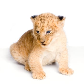 Lion Cub (3 weeks) sitting in front of a white background. All my pictures are taken in a photo studio.