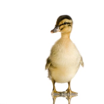 Duckling in front of a white background