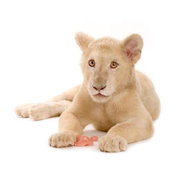 studio shot of a white Lion Cub  (5 months) in front of a white background.