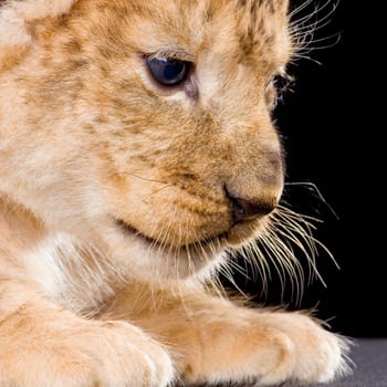 Lion Cub in front of a black background. All my pictures are taken in a photo studio.