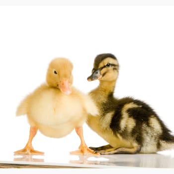 Duckling in front of a white background
