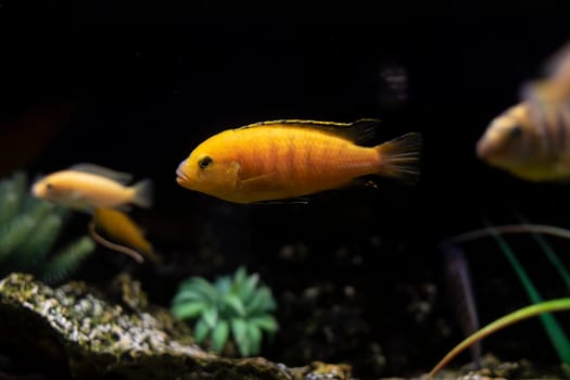Fish in aquarium. Underwater world. Fish swim in water. At bottom of aquarium.