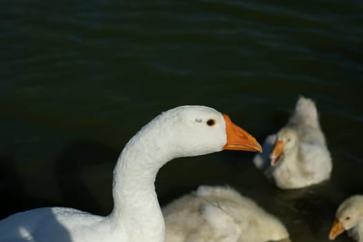 Goose with goslings. White bird in water. Goose on pond. Life of animals on farm. White feathers.