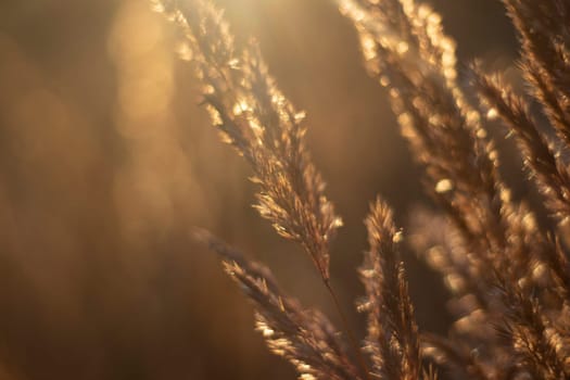 Dry grass in sun. Light in field. Details of morning nature. Golden Hour in Park.