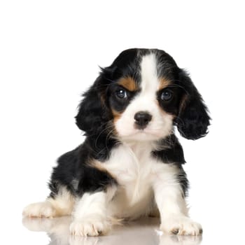 Cavalier King Charles Spaniel puppy sitting in front of a white background